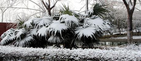廠區雪景5